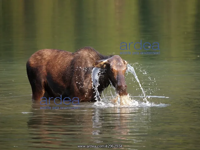 : Moose - in water : Moose - in water