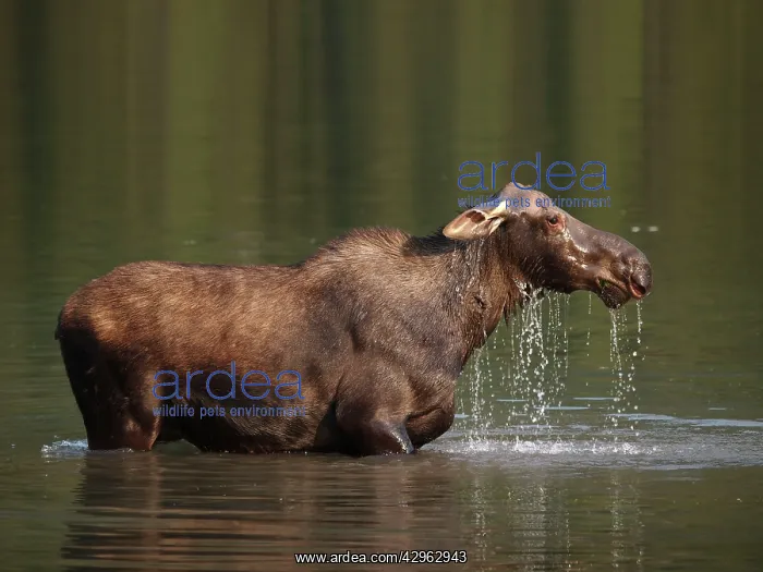 : Moose - in water : Moose - in water