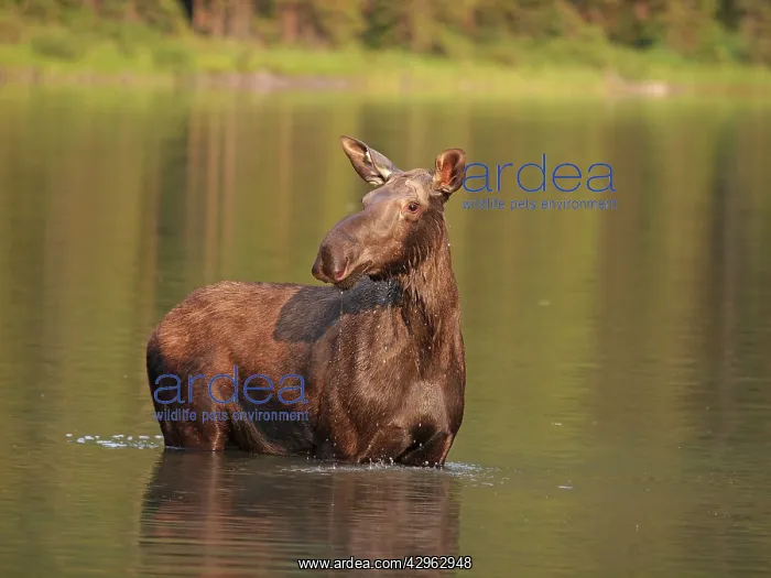 : Moose - in water : Moose - in water