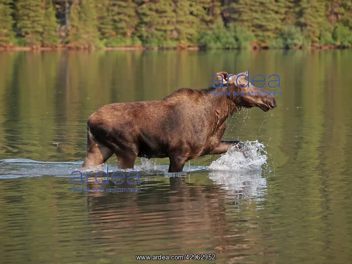 : Moose - in water : Moose - in water