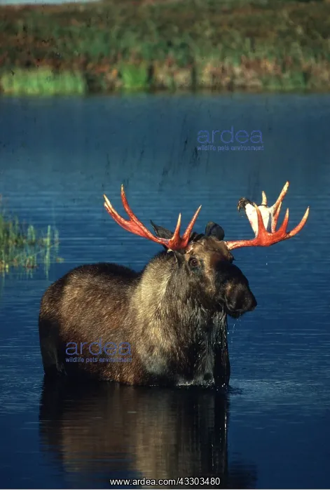 : MOOSE - in water : MOOSE - in water
