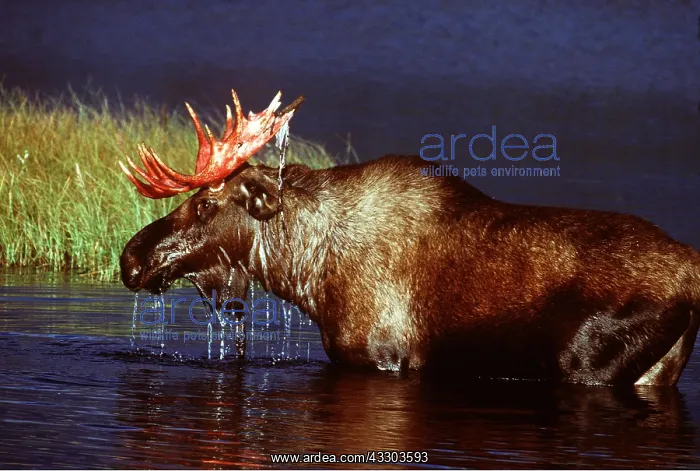 : MOOSE - in water : MOOSE - in water