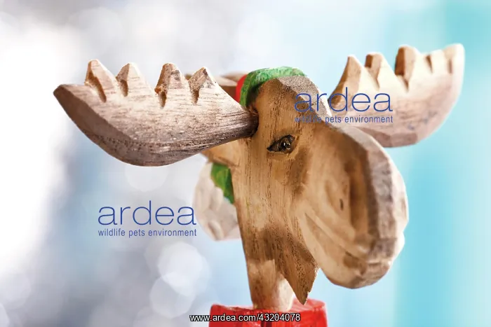 : Moose, made of wood, Christmas decoration : Moose, made of wood, Christmas decoration