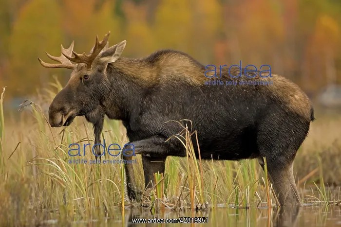 : Moose - young bull male : Moose - young bull male