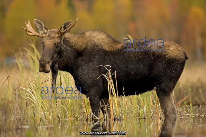 : Moose - young bull male : Moose - young bull male