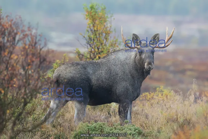 : Moose young bull in moorland Jaemtland, Sweden : Moose young bull in moorland Jaemtland, Sweden