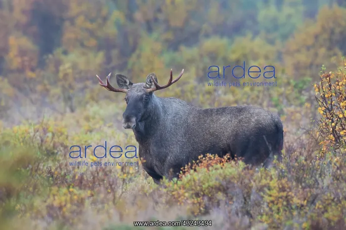 : Moose young bull in moorland Jaemtland, Sweden : Moose young bull in moorland Jaemtland, Sweden