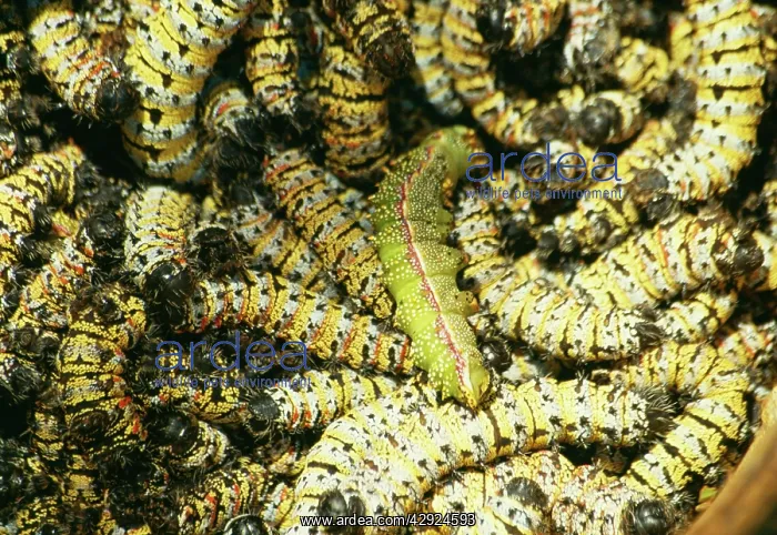 : Mopane Emperor MOTH - Caterpillars / worms' gathered : Mopane Emperor MOTH - Caterpillars / worms' gathered