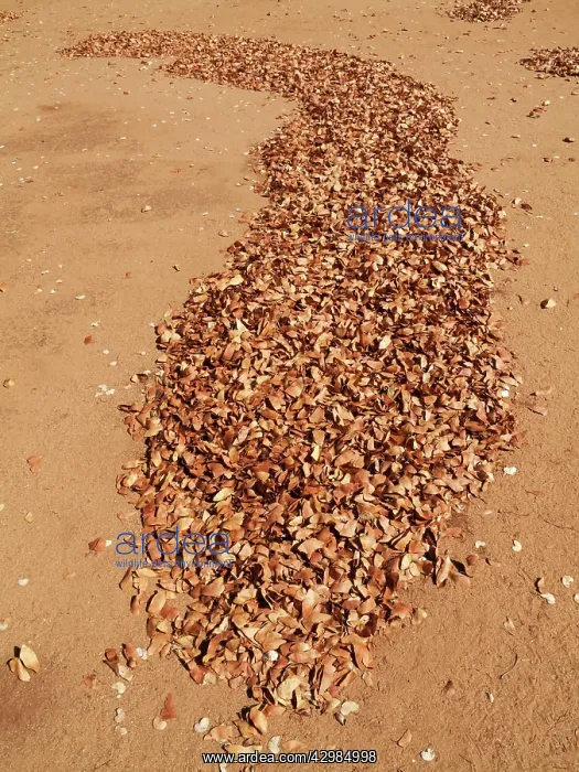 : Mopane Leaves : Mopane Leaves
