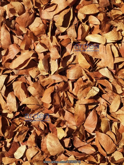 : Mopane Leaves : Mopane Leaves