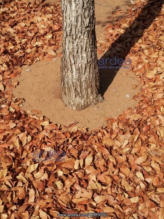 : Mopane Leaves : Mopane Leaves