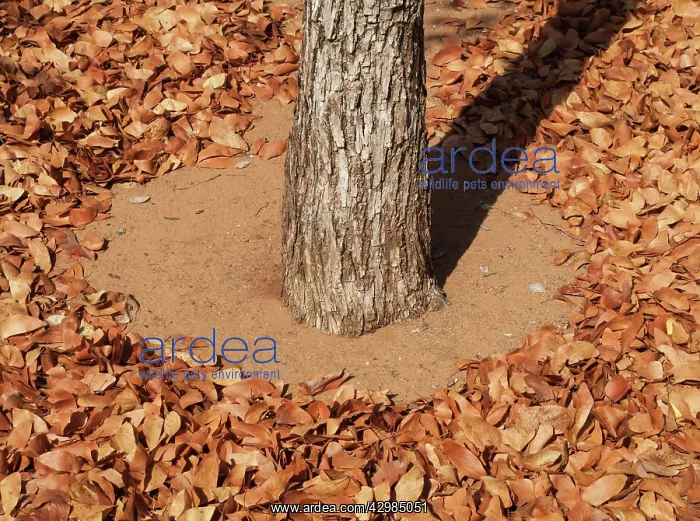  : Mopane Leaves