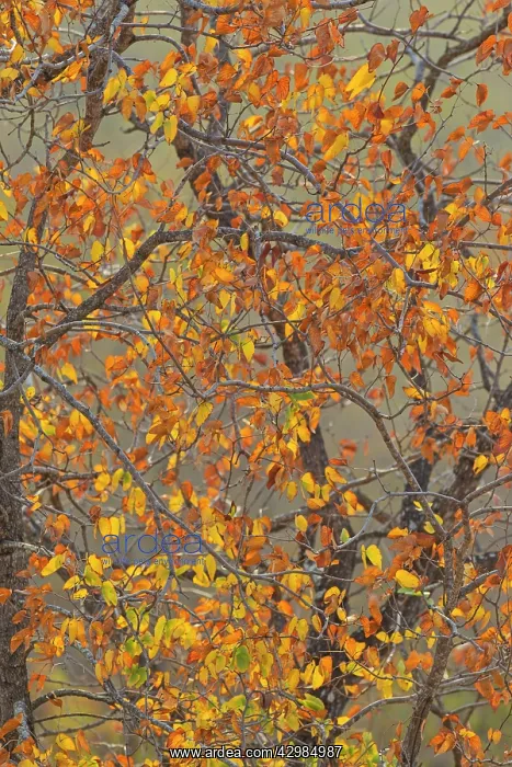 : Mopane Tree : Mopane Tree