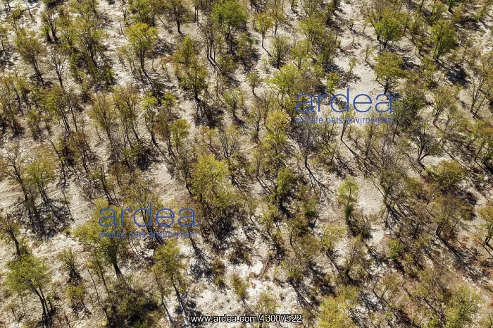 : Mopane Trees aerial view : Mopane Trees aerial view