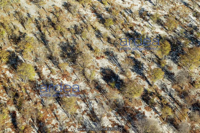 : Mopane Trees aerial view : Mopane Trees aerial view