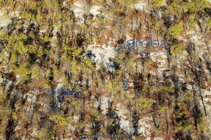 : Mopane Trees aerial view : Mopane Trees aerial view