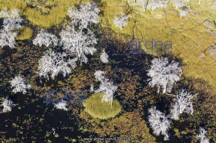 : Mopane Trees many have died due to the permanently : Mopane Trees many have died due to the permanently