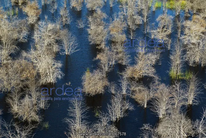 : Mopane Trees many have died due to the permanently : Mopane Trees many have died due to the permanently