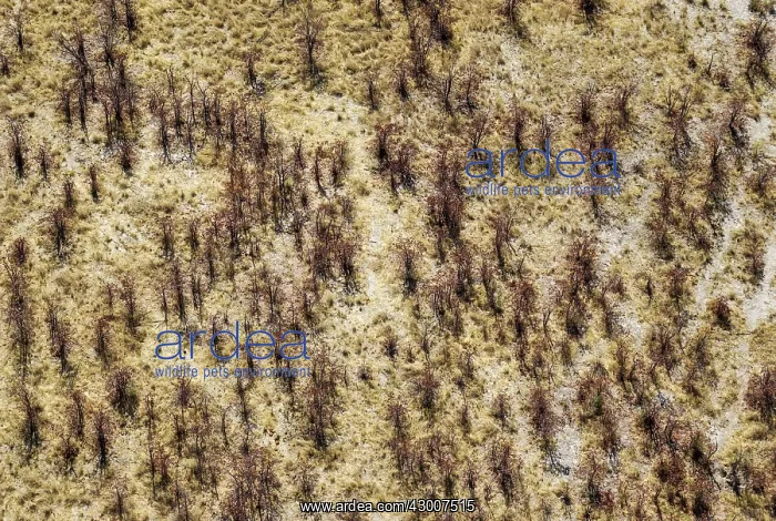 : Mopane Trees prevented from normal growth as elephants : Mopane Trees prevented from normal growth as elephants