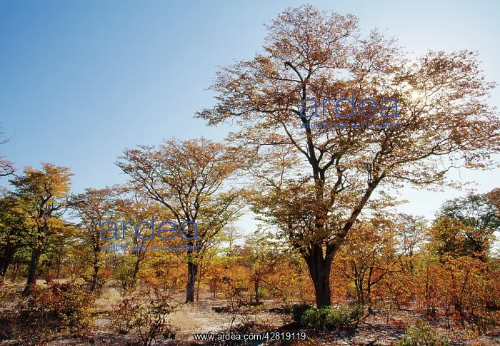 : Mopane Woodland : Mopane Woodland