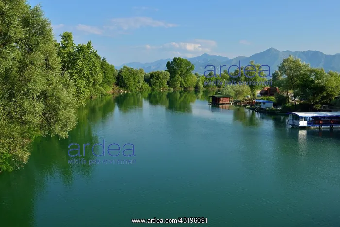 : Moraca river delta at Skadar Lake, Scutari, Montenegro : Moraca river delta at Skadar Lake, Scutari, Montenegro