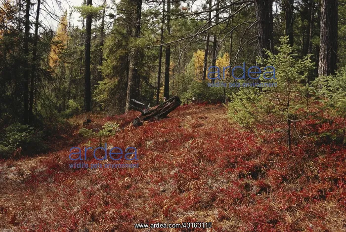 : Moraine in a Wisconsin Bog : Moraine in a Wisconsin Bog