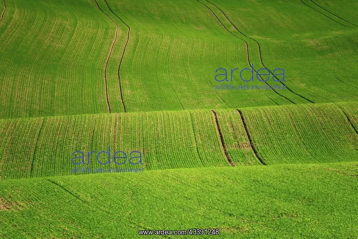 : Moravian landscapes of wavy fields with a wealth : Moravian landscapes of wavy fields with a wealth