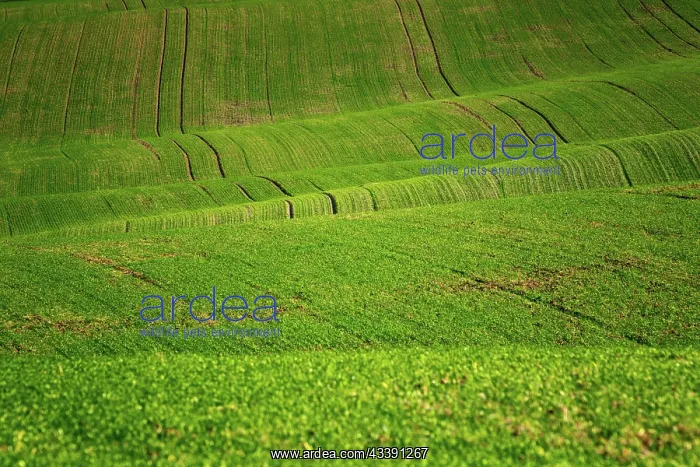 : Moravian landscapes of wavy fields with a wealth : Moravian landscapes of wavy fields with a wealth