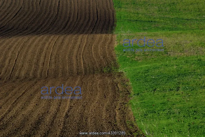 : Moravian landscapes of wavy fields with a wealth : Moravian landscapes of wavy fields with a wealth