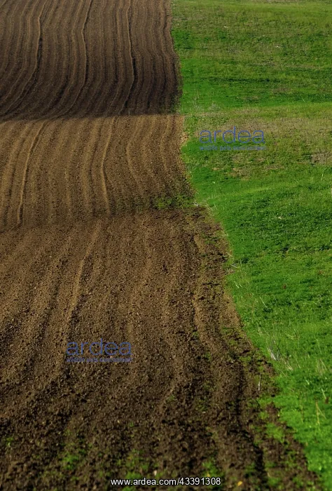 : Moravian landscapes of wavy fields with a wealth : Moravian landscapes of wavy fields with a wealth