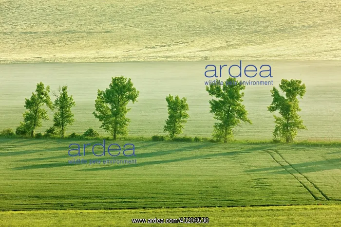  : Moravian rolling landscape with trees in early m