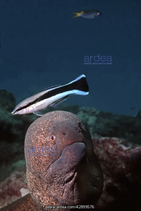 : Moray Eel & Cleaner Wrasse (Labroides Dimidiatus) : Moray Eel & Cleaner Wrasse (Labroides Dimidiatus)