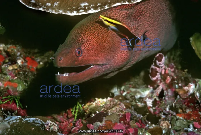 : Moray Eel and Cleaner Wrasse (Labroides sp) : Moray Eel and Cleaner Wrasse (Labroides sp)