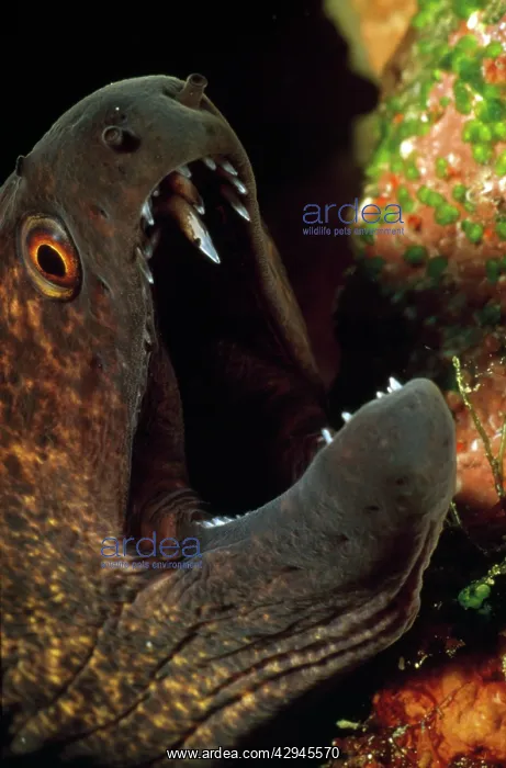 : Moray Eel - close-up of head - mouth open : Moray Eel - close-up of head - mouth open
