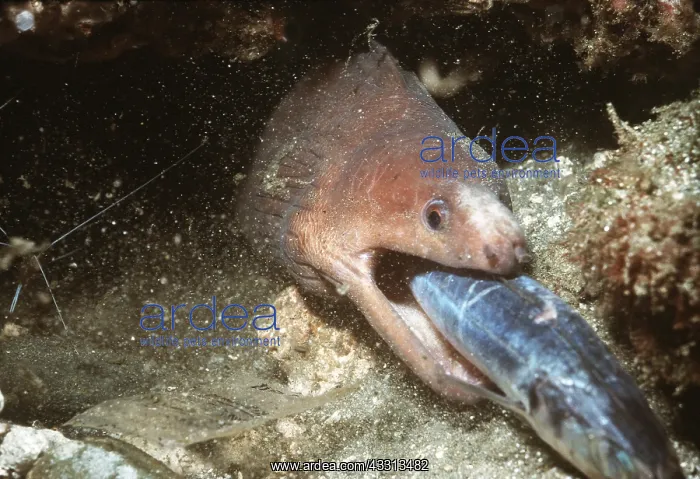 : MORAY EEL - eating prey : MORAY EEL - eating prey
