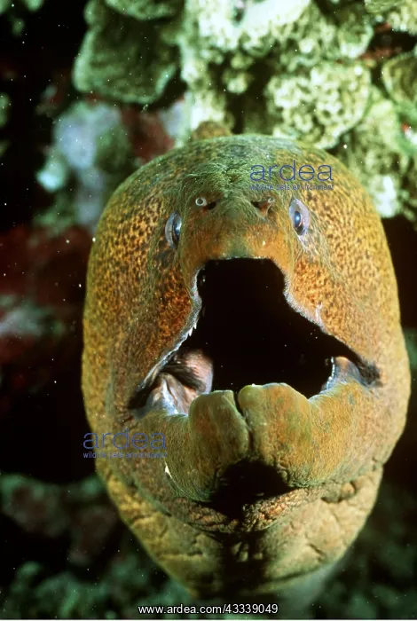: MORAY EEL - head open, mouth open : MORAY EEL - head open, mouth open