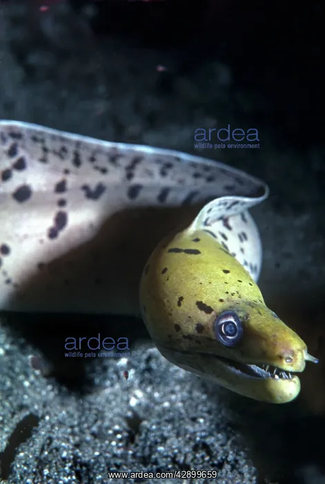 : Moray eel - a meter in length this moray showed : Moray eel - a meter in length this moray showed