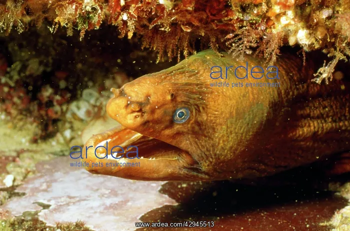 : Moray Eel - with mouth open : Moray Eel - with mouth open