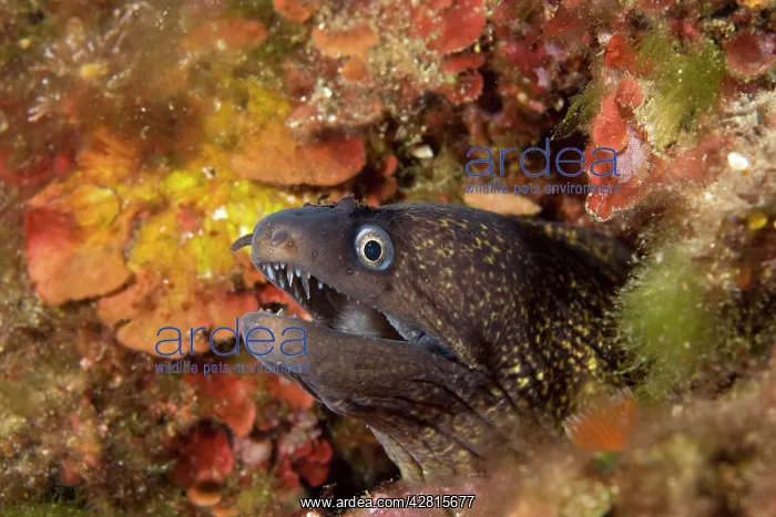 : Moray eel Muraena helena Cala Scura Giglio Island Tuscany Ar : Moray eel Muraena helena Cala Scura Giglio Island Tuscany Ar