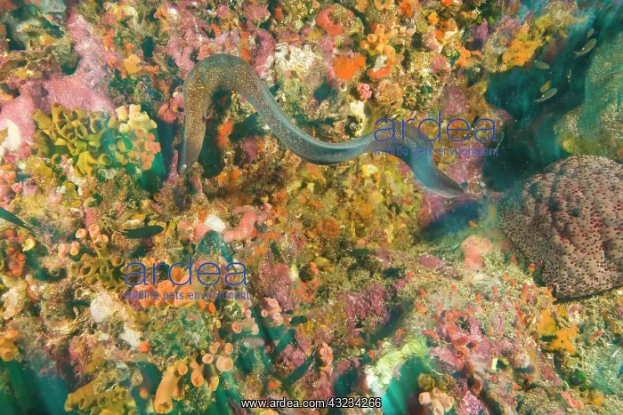 : Moray Eel, scuba diving at Richelieu Rock : Moray Eel, scuba diving at Richelieu Rock