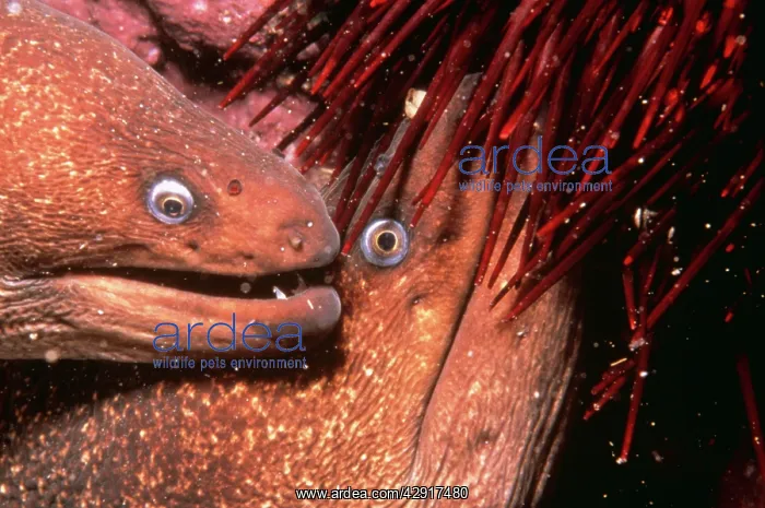 : Moray Eel - x 2, close-up of heads : Moray Eel - x 2, close-up of heads