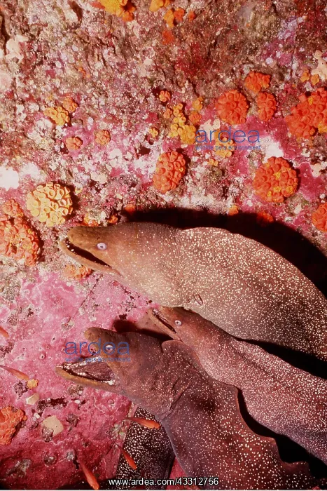 : MORAY EELS - Three : MORAY EELS - Three