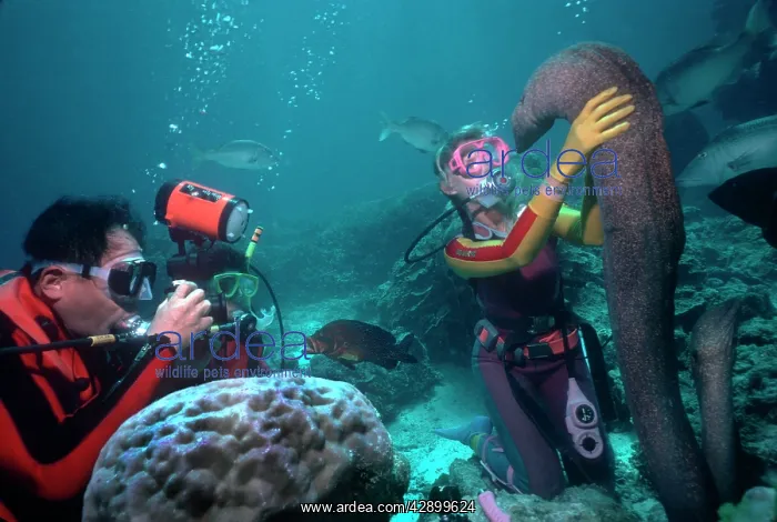 : Moray eels - Harry and Fang with Valerie Taylor : Moray eels - Harry and Fang with Valerie Taylor