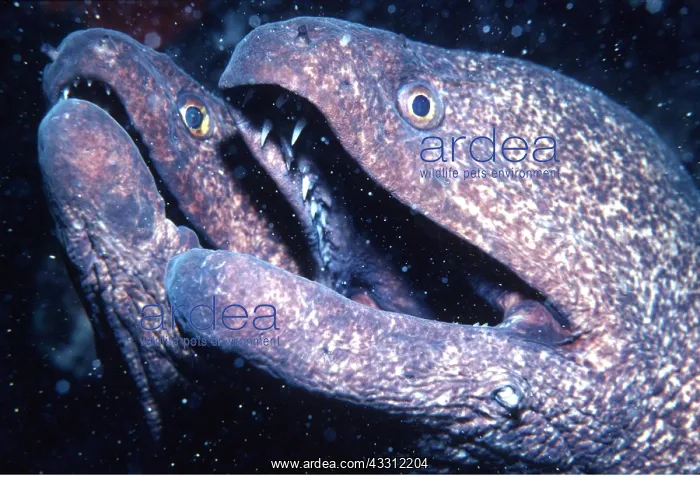 : MORAY EELS - pair, close up of heads : MORAY EELS - pair, close up of heads
