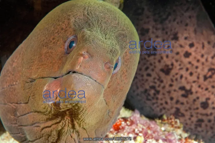 : Moray giant moray (Gymnothorax javanicus) gazing : Moray giant moray (Gymnothorax javanicus) gazing