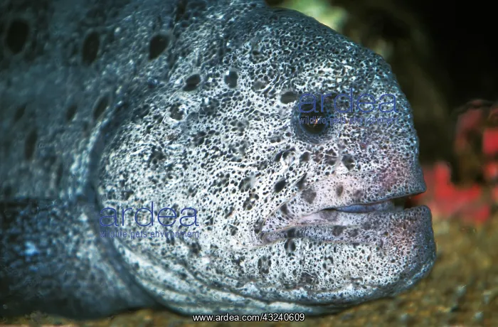 : Moray, Head of Adult : Moray, Head of Adult