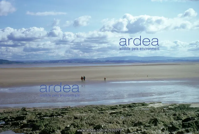 : MORECAMBE BAY & KENT ESTUARY : MORECAMBE BAY & KENT ESTUARY