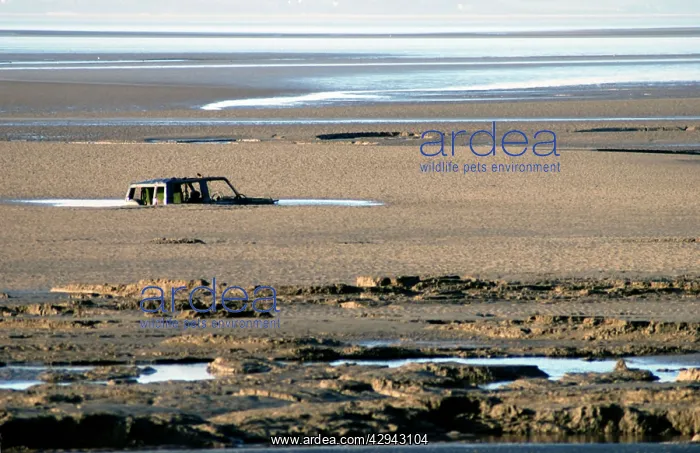 : Morecambe Bay quicksands and tide engulf a Four : Morecambe Bay quicksands and tide engulf a Four