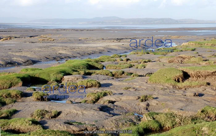  : Morecambe Bay, Tidal sand and mud flats