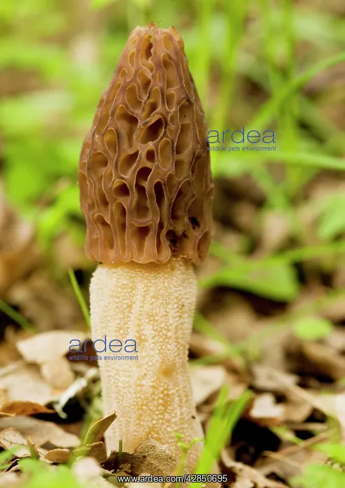 : Morel - Edible spring fungus in woodland : Morel - Edible spring fungus in woodland